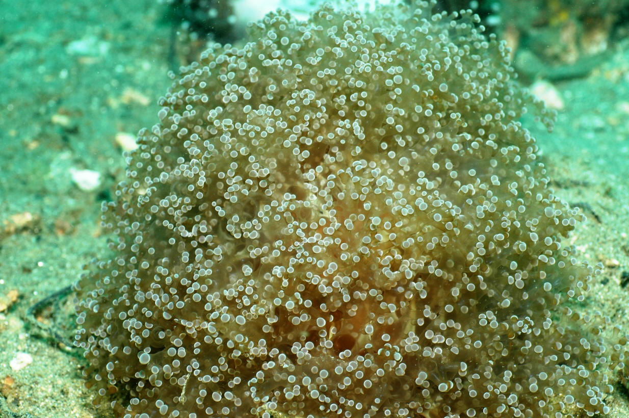 Euphyllia divisa